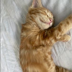 Meet your Posher, Josiah